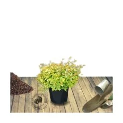 Abélie à Grandes Fleurs Kaleidoscope®/pot De 4l - 40/60 Cm 12 Abélie à Grandes Fleurs Kaleidoscope®/pot De 4l - 40/60 Cm -Emerald Soldes 63fdf45374d855.11333165