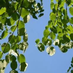 Arbre Au Caramel Japonicum/pot De 5l - 80/100 Cm -Emerald Soldes 63fdf472835572.34793478