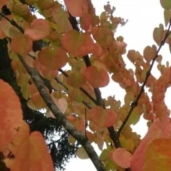 Arbre Au Caramel Japonicum/pot De 5l - 80/100 Cm -Emerald Soldes 63fdf4728e9946.94455242