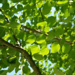 Arbre Au Caramel Japonicum/pot De 5l - 80/100 Cm -Emerald Soldes 63fdf472927303.75361738