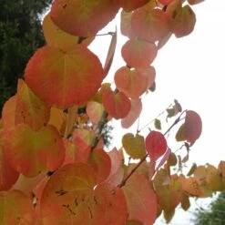 Arbre Au Caramel Japonicum/pot De 5l - 80/100 Cm -Emerald Soldes 63fdf4729a6164.27611430