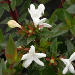 Abélie à Grandes Fleurs Sherwood/pot De 4l - 40/60 Cm -Emerald Soldes 63fdf479539733.36516078