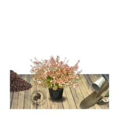 Abélie à Grandes Fleurs Sherwood/pot De 4l - 40/60 Cm -Emerald Soldes 63fdf4795d6a39.50683103