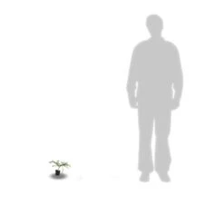 Ceanothe Thyrsiflorus Var. Repens/pot De 4l - 40/60 Cm 12 Ceanothe Thyrsiflorus Var. Repens/pot De 4l - 40/60 Cm -Emerald Soldes 63fdf47b338299.39215470