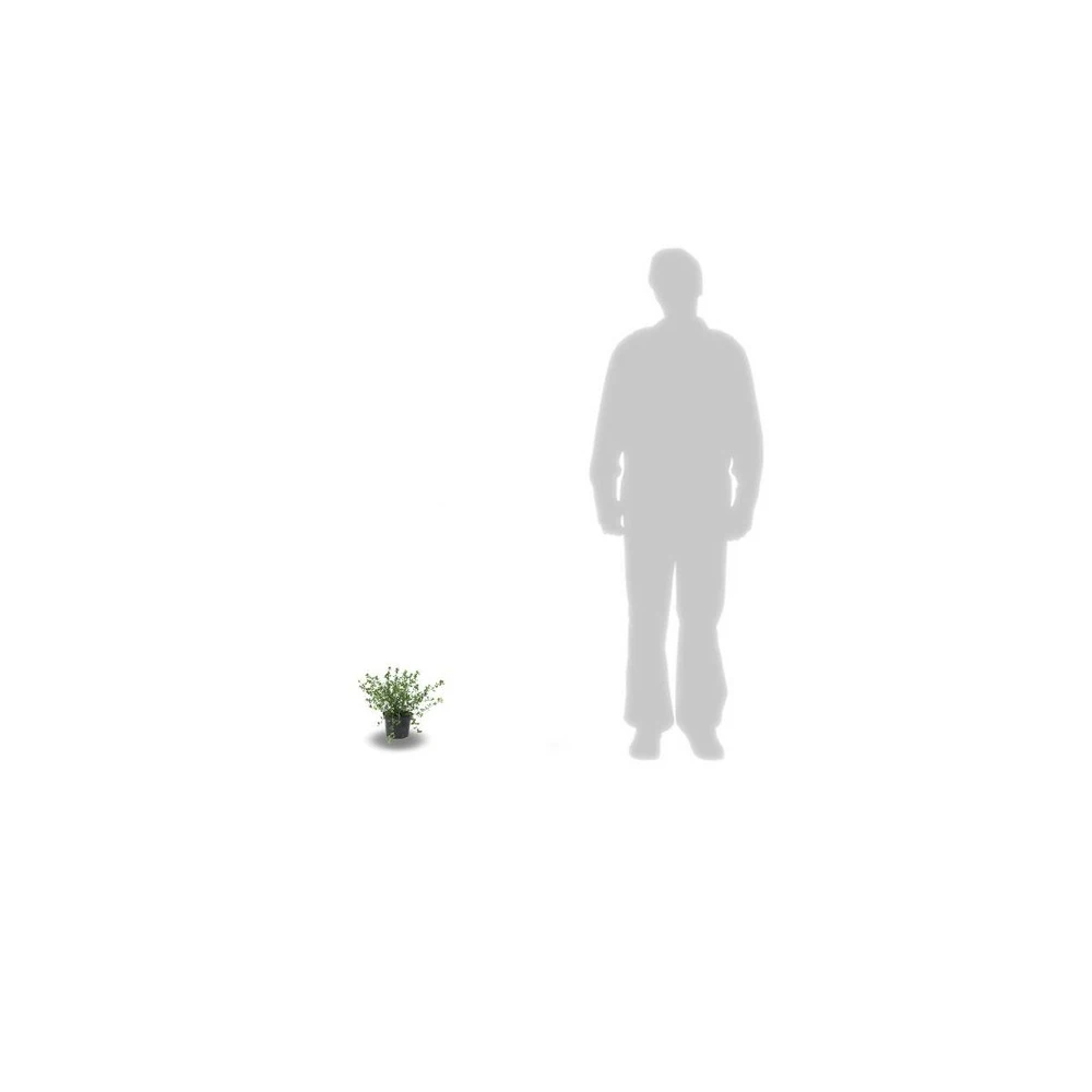 Ceanothe Thyrsiflorus Var. Repens/pot De 4l - 40/60 Cm 7 Ceanothe Thyrsiflorus Var. Repens/pot De 4l - 40/60 Cm – Image 7