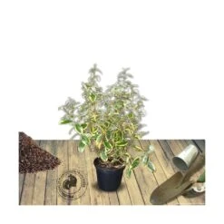 Elaeagnus X Ebbingei Viveleg®/pot De 7,5l - 80/100 Cm 7 Elaeagnus X Ebbingei Viveleg®/pot De 7,5l - 80/100 Cm -Emerald Soldes 640098670c86d5.86233137