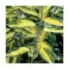 Elaeagnus X Ebbingei Viveleg®/pot De 7,5l - 80/100 Cm
