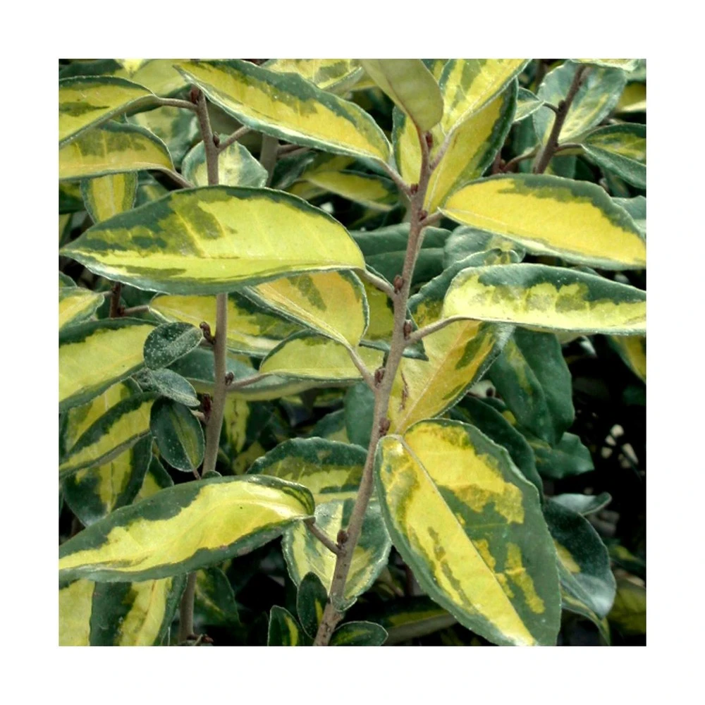 Elaeagnus X Ebbingei Viveleg®/pot De 7,5l - 80/100 Cm 1 Elaeagnus X Ebbingei Viveleg®/pot De 7,5l - 80/100 Cm