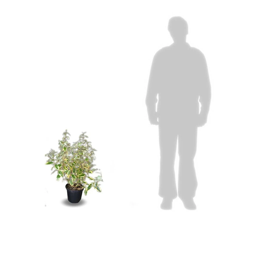 Elaeagnus X Ebbingei Viveleg®/pot De 7,5l - 80/100 Cm 4 Elaeagnus X Ebbingei Viveleg®/pot De 7,5l - 80/100 Cm – Image 4