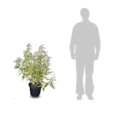 Elaeagnus X Ebbingei Viveleg®/pot De 7,5l - 80/100 Cm 9 Elaeagnus X Ebbingei Viveleg®/pot De 7,5l - 80/100 Cm -Emerald Soldes 640098671cc634.82681727