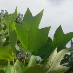 Tulipier De Virginie Tulipifera/pot De 12l - 150/175 Cm -Emerald Soldes 64009876a885e8.26750071