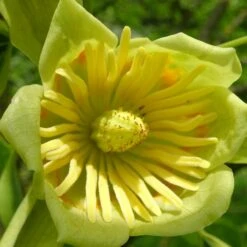 Tulipier De Virginie Tulipifera/pot De 12l - 150/175 Cm -Emerald Soldes 64009876add0b3.87943697