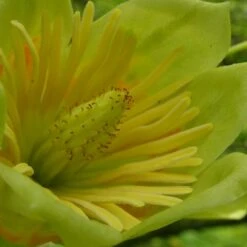 Tulipier De Virginie Tulipifera/pot De 12l - 150/175 Cm -Emerald Soldes 64009876bc4700.67984321