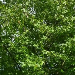 Copalme D'amérique Styraciflua/pot De 10l - 100/125 Cm -Emerald Soldes 640098784ffd25.20702013