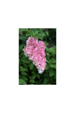 Hortensia 'vanille Fraise ?' - Pot De 3 Litres