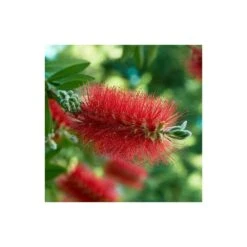 Callistemon Laevis Rouge - Taille Pot De 6 Litres - 100/120 Cm -Emerald Soldes 64038b6058d178.65308417