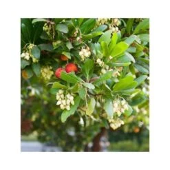 Arbutus Unedo Var. Rubra (arbousier) Blanc - Taille Pot De 2 Litres ? 30/40 Cm -Emerald Soldes 64038b70be2740.89600374