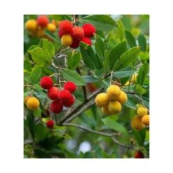 Arbutus Unedo Var. Rubra (arbousier) Blanc - Taille Pot De 2 Litres ? 30/40 Cm -Emerald Soldes 64038b70c1f563.02804112