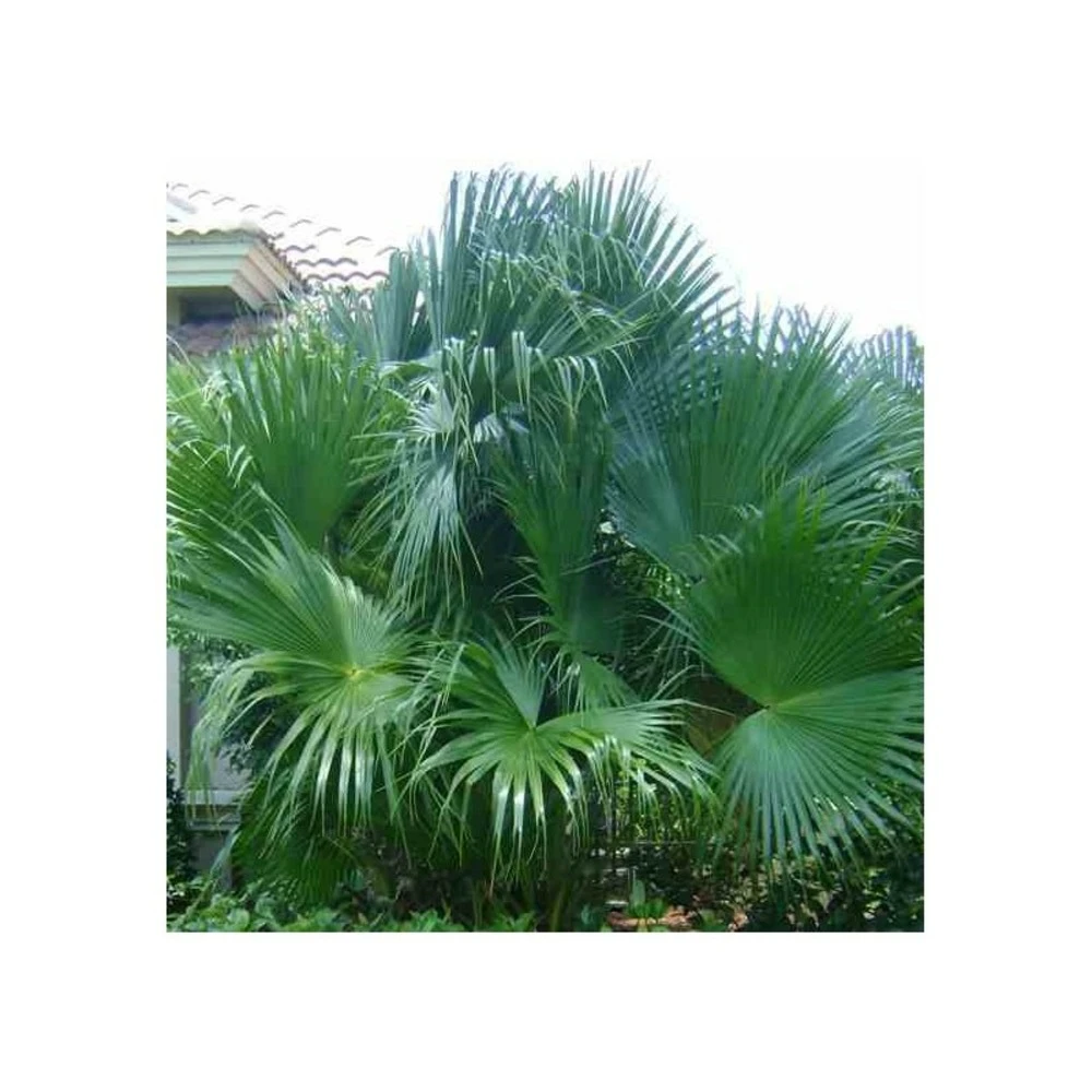 Livistona Chinensis (palmier éventail Chinois) Specimen Taille Pot 450l - 200/250cm - Stipe 100/125 1 Livistona Chinensis (palmier éventail Chinois) Specimen Taille Pot 450l - 200/250cm - Stipe 100/125