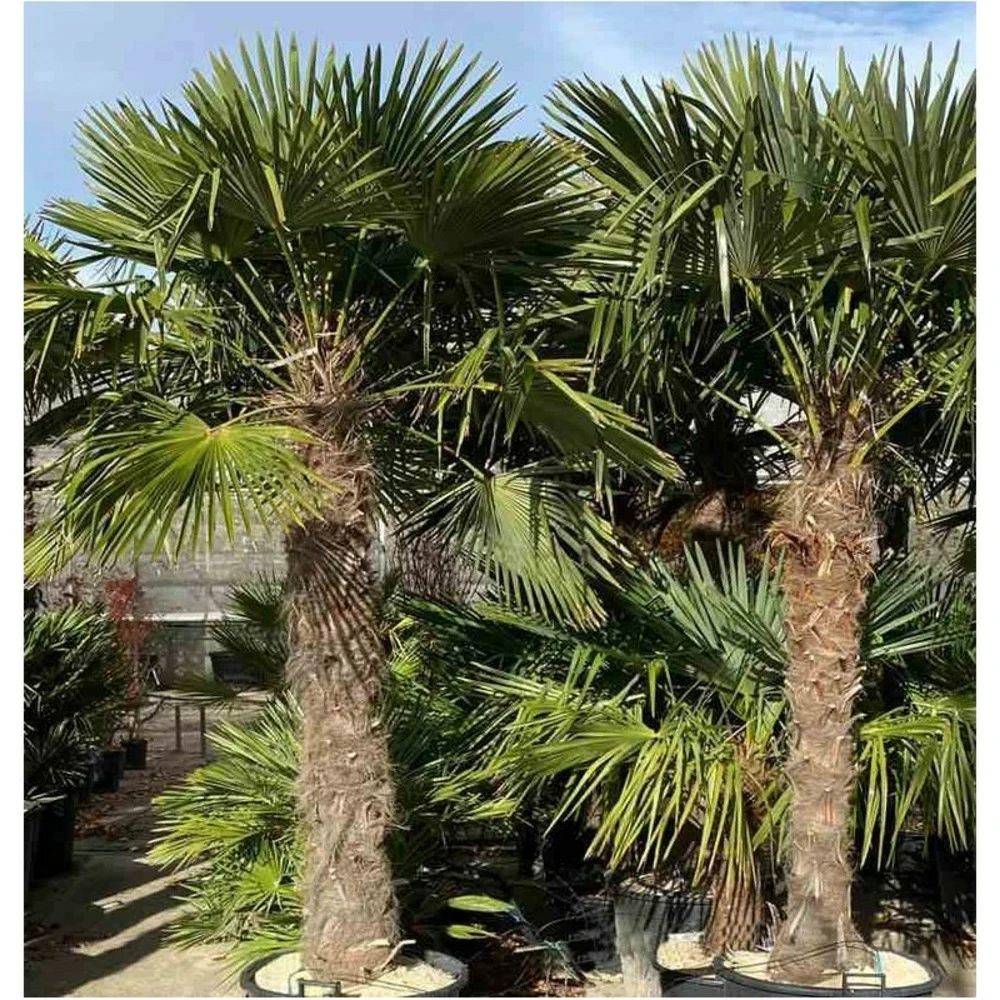 Trachycarpus Fortunei (palmier Chanvre, Palmier Moulin à Vent) 30l - Stipe 30/40 - Total 100/125cm 2 Trachycarpus Fortunei (palmier Chanvre, Palmier Moulin à Vent) 30l - Stipe 30/40 - Total 100/125cm – Image 2