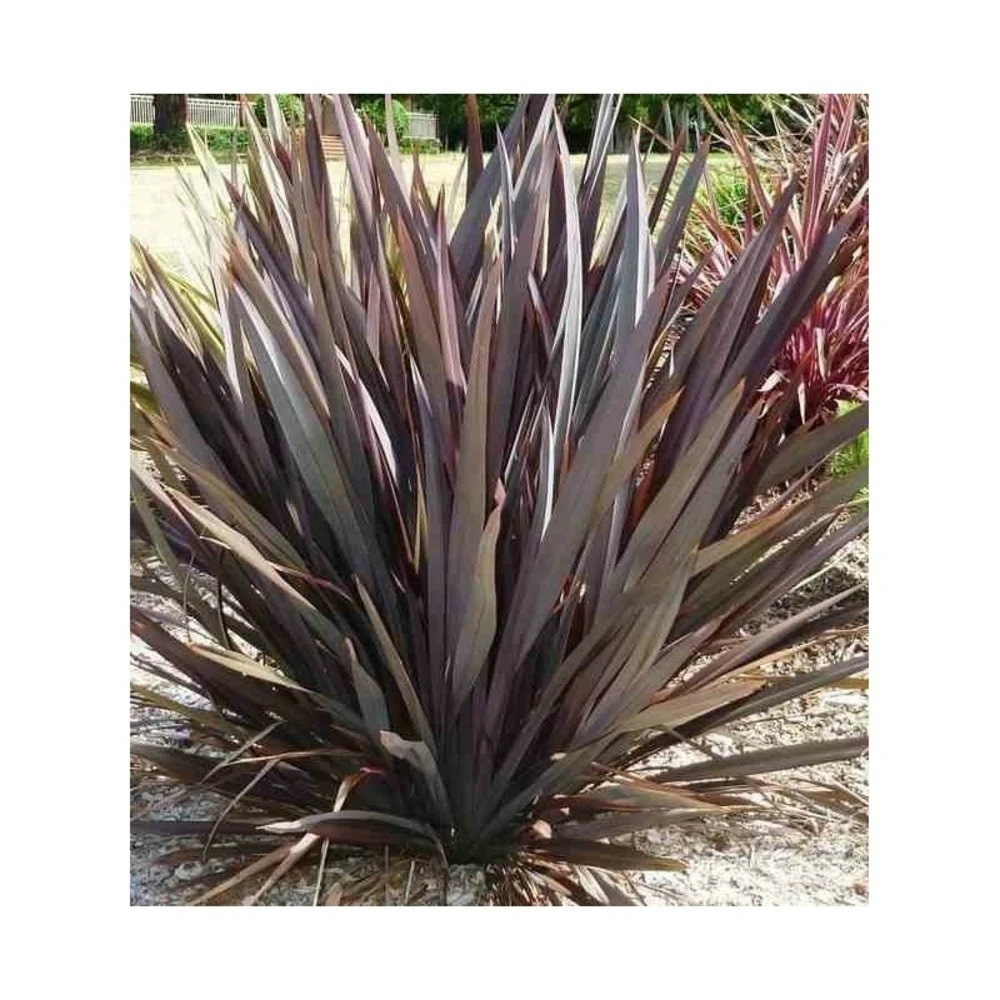 Phormium Tenax Var. Purpurea (lin De Nouvelle-zélande) Taille Pot De 6 Litres - 80/100 Cm - Jaune Et Rouge 3 Phormium Tenax Var. Purpurea (lin De Nouvelle-zélande) Taille Pot De 6 Litres - 80/100 Cm - Jaune Et Rouge – Image 3