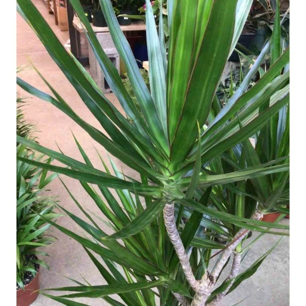 Dracaena Marginata 'green' (dragonnier) Taille Pot De 6l - 4 Pieds - 110/130cm 2 Dracaena Marginata 'green' (dragonnier) Taille Pot De 6l - 4 Pieds - 110/130cm – Image 2
