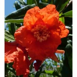 Punica Granatum (grenadier à Fruits) Rouge - Taille Pot 230l - 175/200cm - Peri 50/60 -Emerald Soldes 64038b913c67d0.55718243