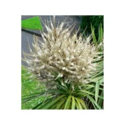 Cordyline Australis Blanc - Taille Pot De 7 Litres ? 100/120 Cm -Emerald Soldes 64038b92aa5d03.85365478
