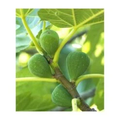 Ficus Carica (figuier) Blanc - Taille Pot De 5 Litres ? 80/100 Cm -Emerald Soldes 64038b954fb694.54877303