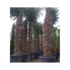 Trachycarpus Fortunei (palmier Chanvre, Palmier Moulin à Vent) 80l Stipe 160/180 -total 200/250cm -Emerald Soldes 64038b9a6250f5.37637178