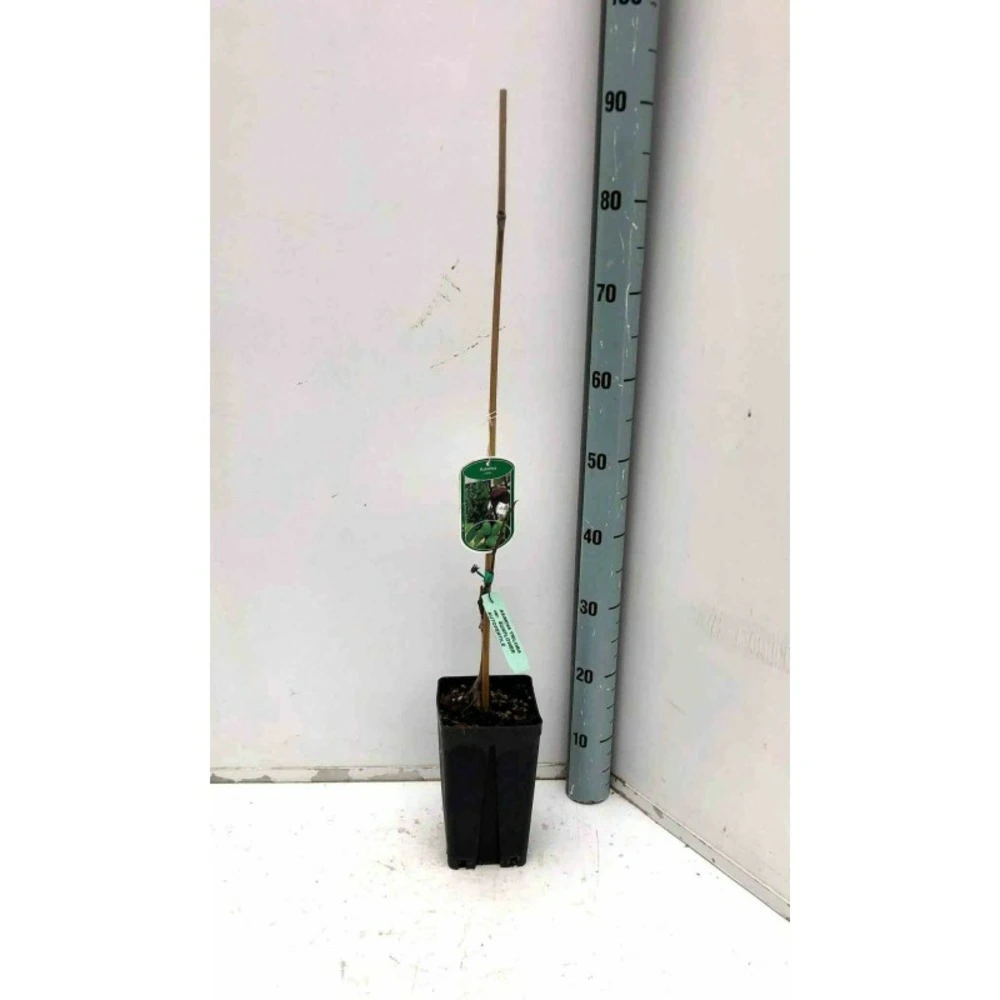 Asimina Triloba (paw Paw) Violet - Taille Pot De 3 Litres ? 60/80 Cm 2 Asimina Triloba (paw Paw) Violet - Taille Pot De 3 Litres ? 60/80 Cm – Image 2