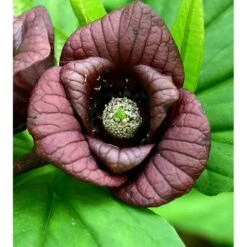 Asimina Triloba (paw Paw) Violet - Taille Pot De 3 Litres ? 60/80 Cm 7 Asimina Triloba (paw Paw) Violet - Taille Pot De 3 Litres ? 60/80 Cm -Emerald Soldes 64038b9fa4f3b3.84181645