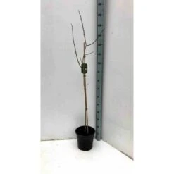 Asimina Triloba (paw Paw) Violet - Taille Pot De 3 Litres ? 60/80 Cm 6 Asimina Triloba (paw Paw) Violet - Taille Pot De 3 Litres ? 60/80 Cm -Emerald Soldes 64038b9fb3ae60.80856107