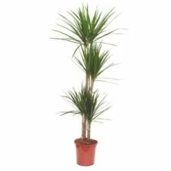 Dracaena Marginata 'green' (dragonnier) Taille Pot De 80l - Total 175/200cm 5 Dracaena Marginata 'green' (dragonnier) Taille Pot De 80l - Total 175/200cm -Emerald Soldes 64038ba5f07843.08583945