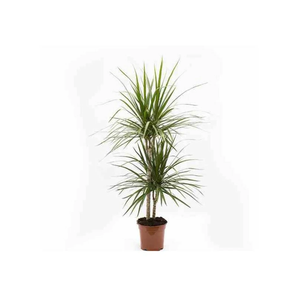 Dracaena Marginata 'green' (dragonnier) Taille Pot De 80l - Total 175/200cm 1 Dracaena Marginata 'green' (dragonnier) Taille Pot De 80l - Total 175/200cm