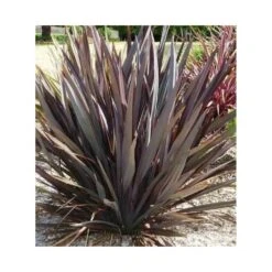 Phormium Tenax Var. Purpurea (lin De Nouvelle-zélande) Taille Pot De 2 Litres ? 30/40 Cm - Jaune Et Rouge 6 Phormium Tenax Var. Purpurea (lin De Nouvelle-zélande) Taille Pot De 2 Litres ? 30/40 Cm - Jaune Et Rouge -Emerald Soldes 64038ba73e8b16.29335605