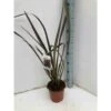 Phormium Tenax Var. Purpurea (lin De Nouvelle-zélande) Taille Pot De 2 Litres ? 30/40 Cm - Jaune Et Rouge
