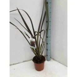 Phormium Tenax Var. Purpurea (lin De Nouvelle-zélande) Taille Pot De 2 Litres ? 30/40 Cm - Jaune Et Rouge