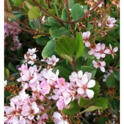 Rhaphiolepis Indica Taille Pot De 2 Litres ? 20/30 Cm - Rose 5 Rhaphiolepis Indica Taille Pot De 2 Litres ? 20/30 Cm - Rose -Emerald Soldes 64038baf4762c1.44792849