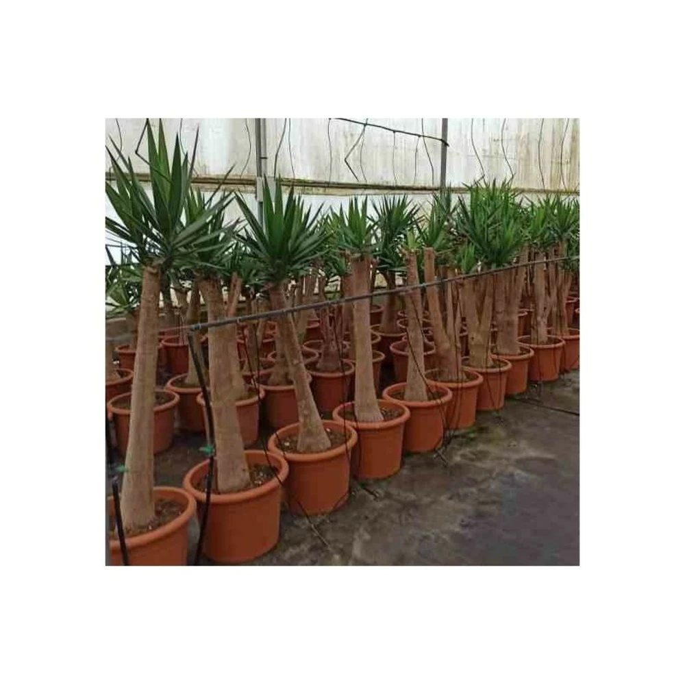 Yucca Elephantipes (yucca Pied D'éléphant) Blanc - Taille Pot De 65l - 180/200cm 2 Yucca Elephantipes (yucca Pied D'éléphant) Blanc - Taille Pot De 65l - 180/200cm – Image 2