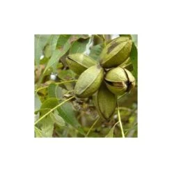 Carya Illinoinensis Adulte (noix De Pecan, Pacanier) Vert - Taille Pot De 25l - 160/180cm 6 Carya Illinoinensis Adulte (noix De Pecan, Pacanier) Vert - Taille Pot De 25l - 160/180cm -Emerald Soldes 64038bc1ed1d10.59943051