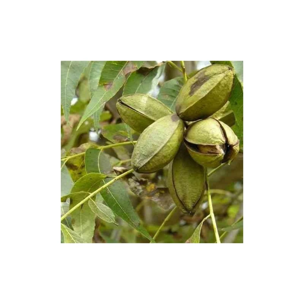 Carya Illinoinensis Adulte (noix De Pecan, Pacanier) Vert - Taille Pot De 25l - 160/180cm 3 Carya Illinoinensis Adulte (noix De Pecan, Pacanier) Vert - Taille Pot De 25l - 160/180cm – Image 3