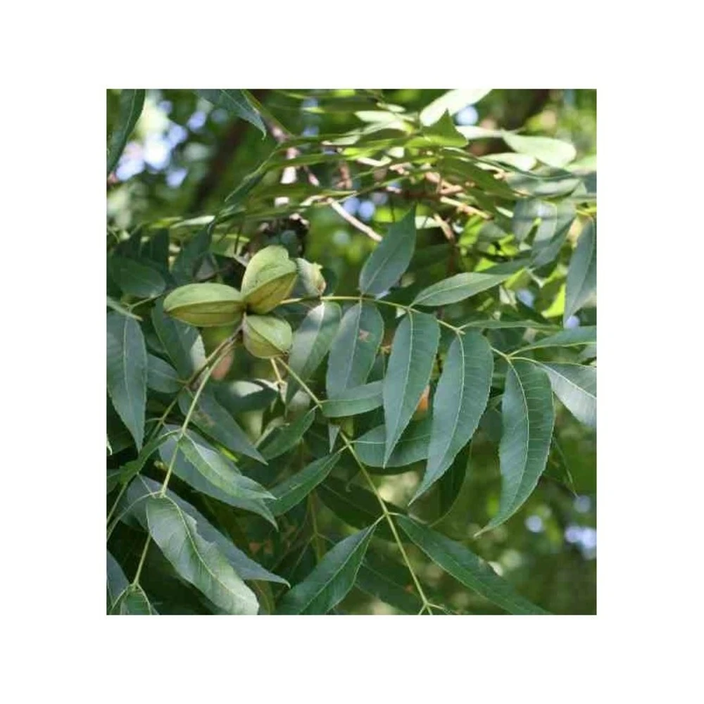 Carya Illinoinensis Adulte (noix De Pecan, Pacanier) Vert - Taille Pot De 25l - 160/180cm 2 Carya Illinoinensis Adulte (noix De Pecan, Pacanier) Vert - Taille Pot De 25l - 160/180cm – Image 2