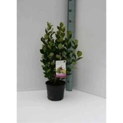 Acca Sellowiana (feijoa Ou Goyave Ananas) Rouge - Taille Pot De 7 Litres ? 100/120 Cm 6 Acca Sellowiana (feijoa Ou Goyave Ananas) Rouge - Taille Pot De 7 Litres ? 100/120 Cm -Emerald Soldes 64038bcd7256f8.10095343