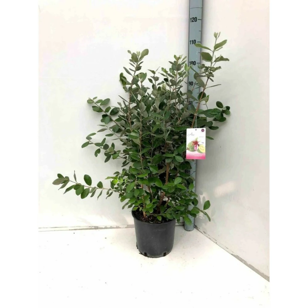 Acca Sellowiana (feijoa Ou Goyave Ananas) Rouge - Taille Pot De 7 Litres ? 100/120 Cm 2 Acca Sellowiana (feijoa Ou Goyave Ananas) Rouge - Taille Pot De 7 Litres ? 100/120 Cm – Image 2