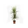 Dracaena Marginata 'green' (dragonnier) Taille Pot De 50l - 150/175cm