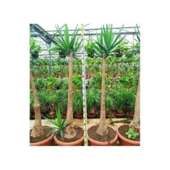 Yucca Elephantipes (yucca Pied D'éléphant) Blanc - Taille Pot De 20 Litres - 110/130 Cm -Emerald Soldes 64038bdc4df8d7.09101794