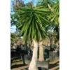 Yucca Elephantipes (yucca Pied D'éléphant) Blanc - Taille Pot De 20 Litres - 110/130 Cm