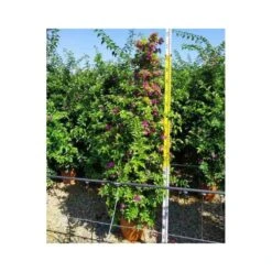 Bougainvillea Vera (bougainvillier Très Florifère) Taille Pot De 3.5l - 80/100cm 6 Bougainvillea Vera (bougainvillier Très Florifère) Taille Pot De 3.5l - 80/100cm -Emerald Soldes 64038c19062340.12754263