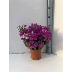 Bougainvillea Vera (bougainvillier Très Florifère) Taille Pot De 3.5l - 80/100cm